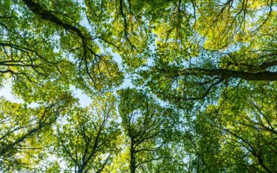 The Misunderstood FAFSA